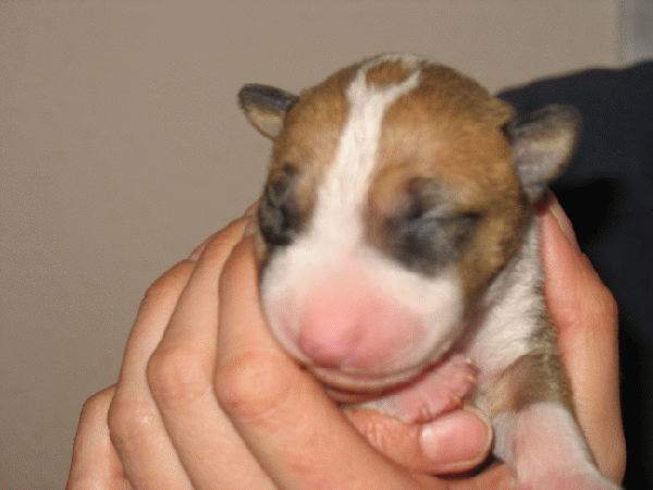 se venden cachorros de bull terrier