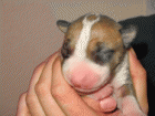 se venden cachorros de bull terrier - mejor precio | unprecio.es