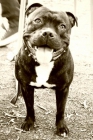 Staffordshire Bull Terrier para MONTA !! - mejor precio | unprecio.es