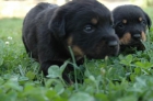 todavia no lo tienes?,cachorros de rotweiller al mejor precio,220 - mejor precio | unprecio.es