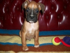 VENDO BOXER MACHO A  250 - mejor precio | unprecio.es