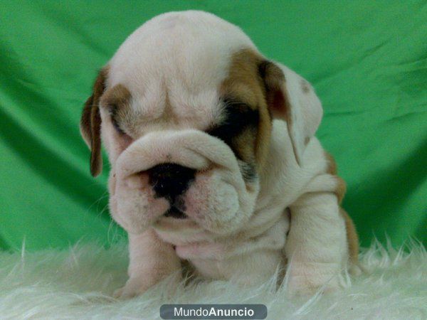 BULLDOG INGLES CAMADA