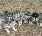 cachorro alaskan malamute - mejor precio | unprecio.es