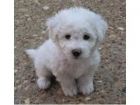 Cachorros bichon maltes preciosos, con pedigree. 2 meses de edad - mejor precio | unprecio.es