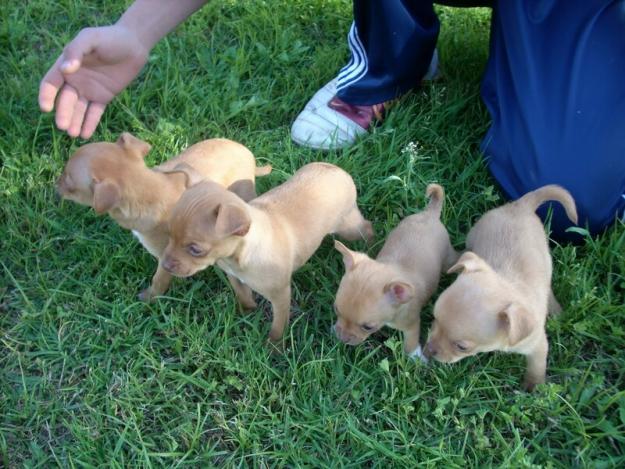 CHIHUAHUAS