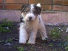 Fox terrier oferta - mejor precio | unprecio.es