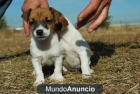 JACK RUSSELL TERRIER CRIAMOS LO QUE BUSCAS, PATA CORTA Y PELO CORTO - mejor precio | unprecio.es