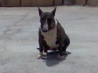 perra bull terrier - mejor precio | unprecio.es