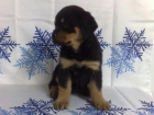 ROTTWEILER CAMADA DE GRAN CALIDAD 550 EUROS - mejor precio | unprecio.es