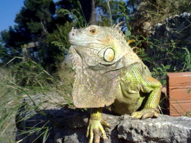 vendo iguana adulta macho (sevilla)