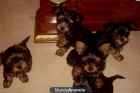 yorkshire terriers minis de PALMA 395E - mejor precio | unprecio.es