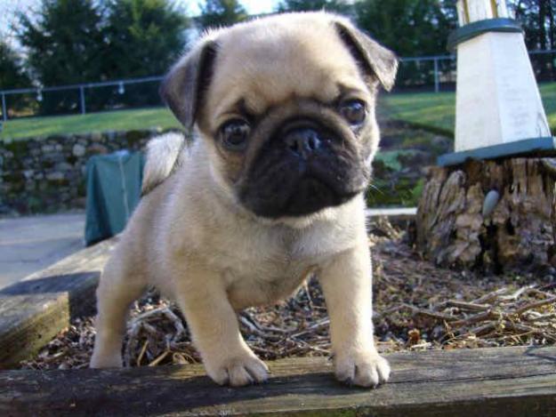 Cachorritos de Carlino