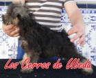 Excelente camada de schnauzer mini sal y pimienta - mejor precio | unprecio.es