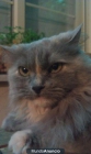 Gatita busca novio en Madrid - mejor precio | unprecio.es