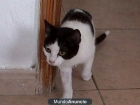 gato en adopcion - mejor precio | unprecio.es