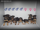 PINSCHER MINI - mejor precio | unprecio.es