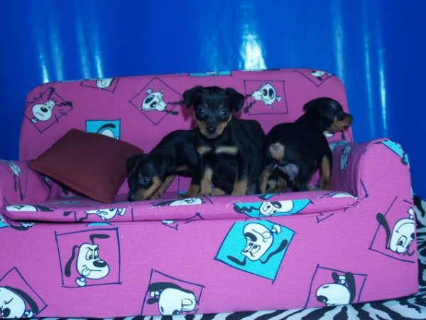 vendo cachorros Mini Pincher ¡ 2 mesecitos !