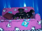 vendo cachorros Mini Pincher ¡ 2 mesecitos ! - mejor precio | unprecio.es