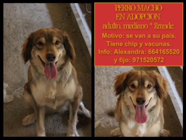 Macho Grande en Adopción
