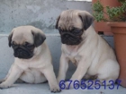 Cachorros de carlino, ¿a qué esperas? . - Barcelona - mejor precio | unprecio.es