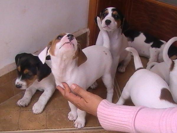 Cachorros de jack russell con garantia c