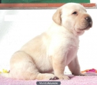 CACHORROS DE LABRADOR RETRIEVER - mejor precio | unprecio.es