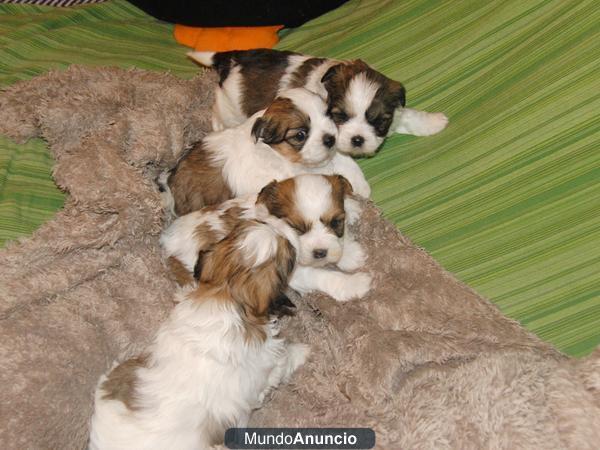 Cachorros de Thih Tsu