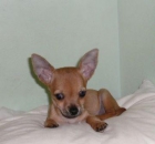 Chihuahua de pelo corto - mejor precio | unprecio.es