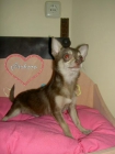 Chihuahuas para san valentin - mejor precio | unprecio.es