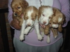 Cocker,cachorros,pequeño cruce.150 Eur. - mejor precio | unprecio.es