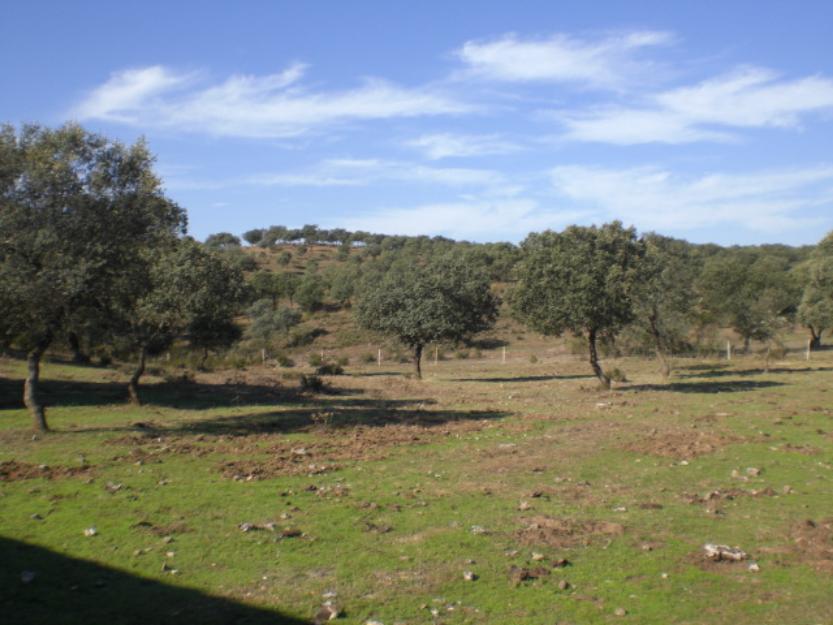 CORDOBA Venta de finca rústica de ganaderia y caza