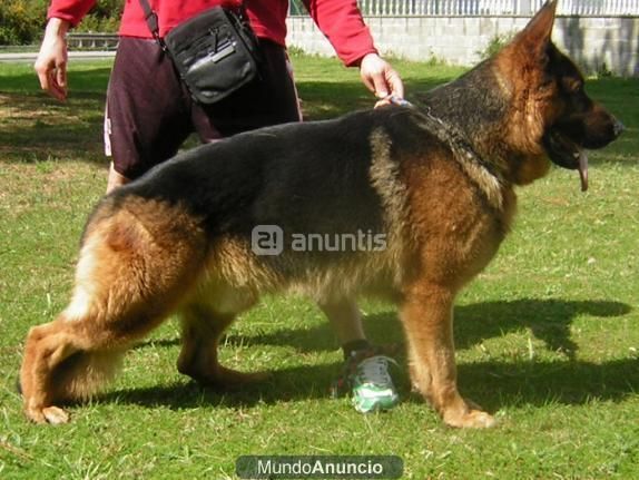 EXCELENTE CACHORRO DE PASTOR ALEMAN