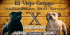 Gran camada de staffordshire bull terrier - mejor precio | unprecio.es
