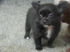 perrito de Chihuahua pequeño y hermoso para adopción - mejor precio | unprecio.es