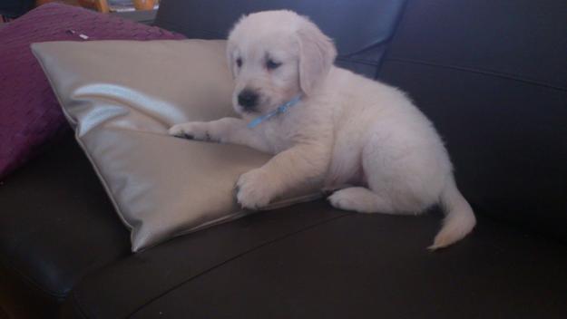 Preciosos  cachorritos de Golden Retriever a parti de 350€