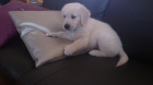 Preciosos cachorritos de Golden Retriever a parti de 350€ - mejor precio | unprecio.es