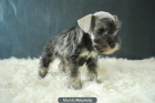 sCHNAUZER MINI CACHORROS DE calidad para entregar - mejor precio | unprecio.es