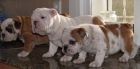 Se vende camada Bulldog ingles, urge - mejor precio | unprecio.es