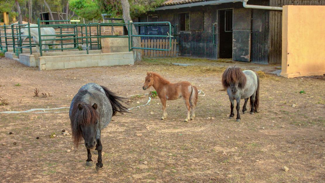 vendo caballo miniatura