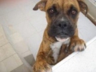 --ADOPTA: BOXER (Cachorra) 6 meses - - mejor precio | unprecio.es