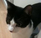 Adopta a Merlin una pantera que te espera en Madrid Felina - mejor precio | unprecio.es