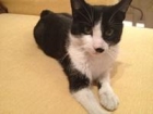 adopta a pirata, gato adorable, madrid - mejor precio | unprecio.es