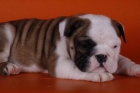 Animales y Mascotas Bulldog ingles - mejor precio | unprecio.es