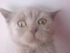 British Shorthair Se trata del gato por excelencia de Inglaterra, país en el que la raza es de las más populares. Es u - mejor precio | unprecio.es
