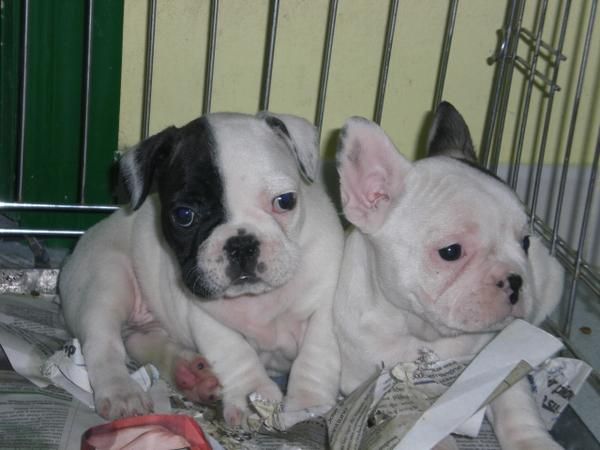 BULDOG FRANCES CACHORROS INCREIBLES A UN PRECIO FABULOSO