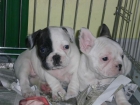 BULDOG FRANCES CACHORROS INCREIBLES A UN PRECIO FABULOSO - mejor precio | unprecio.es