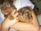 CACHORRO DE YORKSHIRE MACHO - mejor precio | unprecio.es