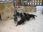 Cachorros de Pastor Aleman - mejor precio | unprecio.es