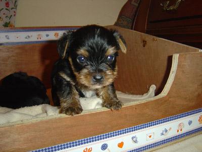 CACHORROS YORKSHIRE TERRIER, 350 € SOLO QUEDAN 2