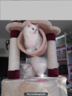 Gatitos persas - mejor precio | unprecio.es